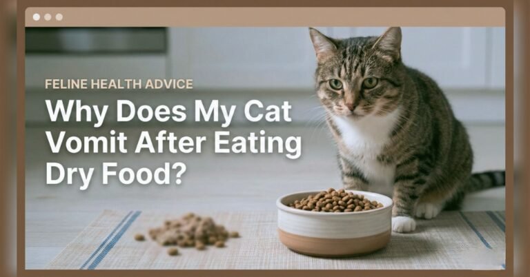 Why Does My Cat Vomit After Eating Dry Food