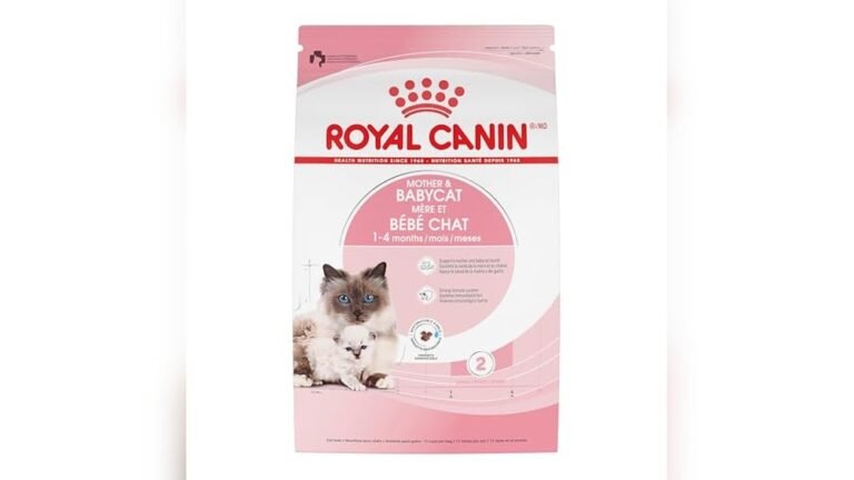 Best Cat Food for Pregnant Cat