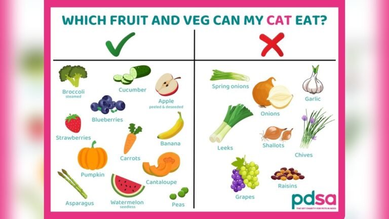 Best Diet for Cats