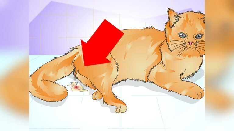 How Can You Tell If a Cat Has Been Spayed: Key Signs Revealed