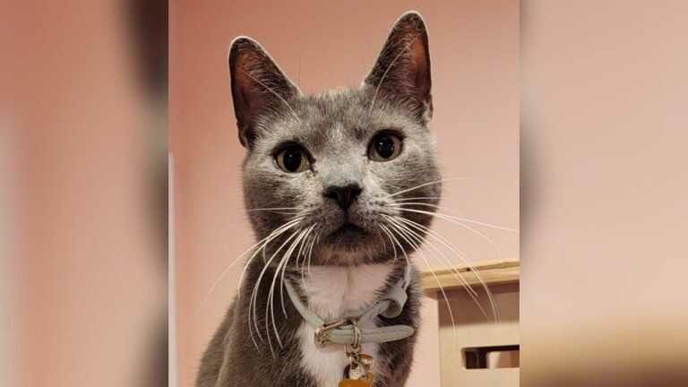 How Do Cat Whiskers Work