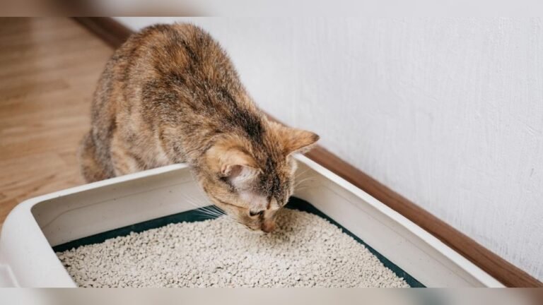 How Do Cats Know How to Use a Litter Box: Secrets Revealed!