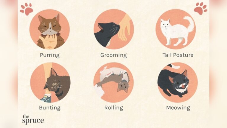 How Do Cats Show Happiness: Surprising Signs You Must Know