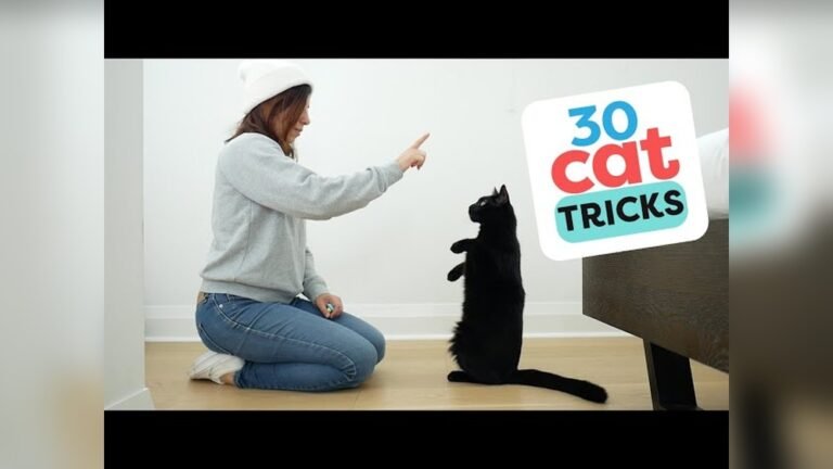 How Do I Teach My Cat Tricks: Simple Steps for Quick Success
