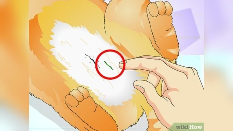 How Do You Know If a Cat is Spayed: Quick & Easy Signs to Check