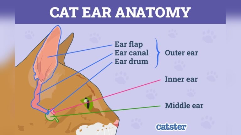 How Many Muscles are in a Cat’s Ear: Surprising Facts Revealed