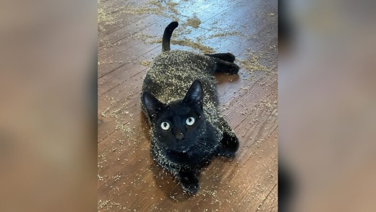 How Much Catnip is Too Much: Signs and Safety Tips for Cats