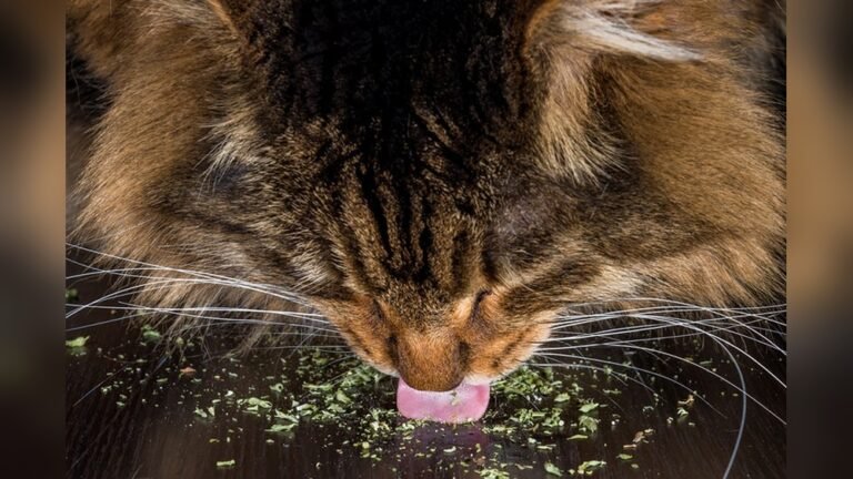 How Often Can You Give a Cat Catnip: Safe Frequency Tips