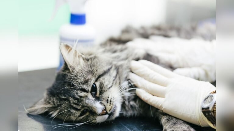 How Often Do Cats Die under Anesthesia: What You Must Know