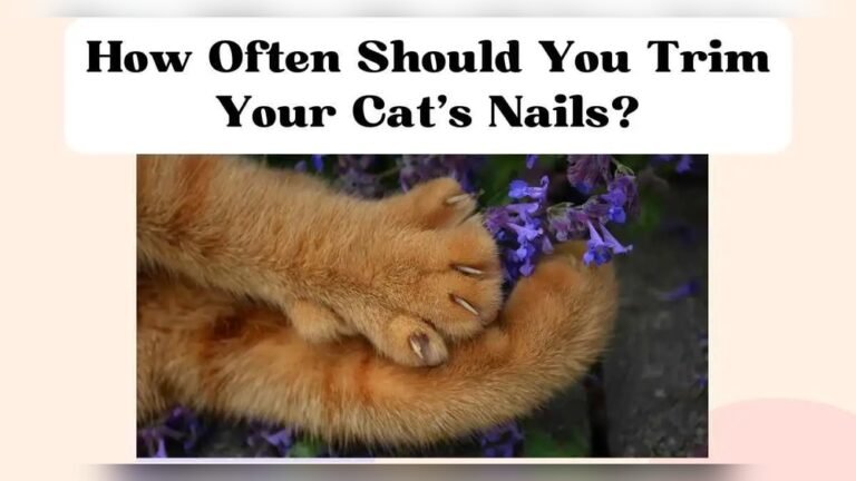 How Often to Cut a Cat’s Nails: Essential Grooming Tips