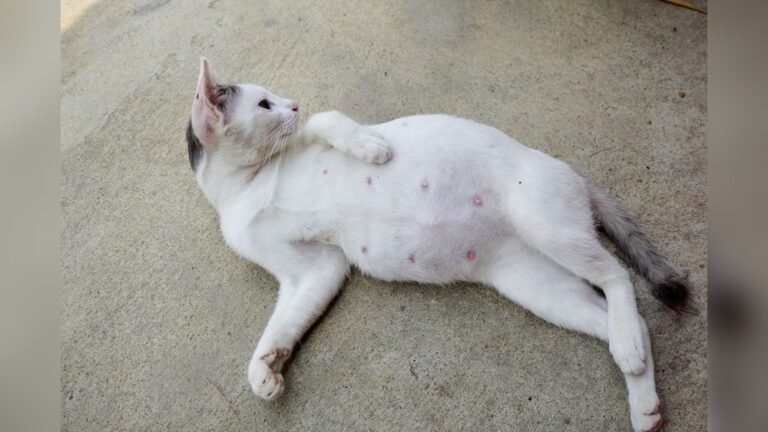 How to Care for Pregnant Cat: Essential Tips for Healthy Kittens