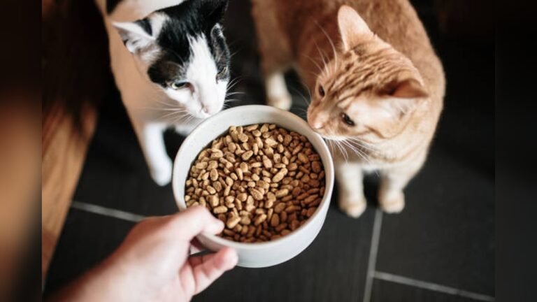 How to Choose Cat Food: Expert Tips for Healthy, Happy Cats