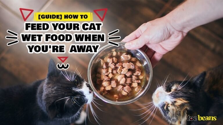 How to Feed Cat Wet Food While Away: Easy Tips for Happy Pets
