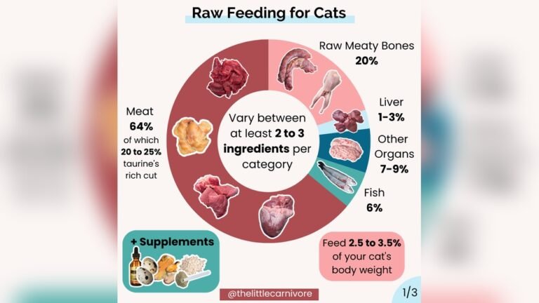 How to Feed Raw Food to Cats: Ultimate Guide for Healthy Pets