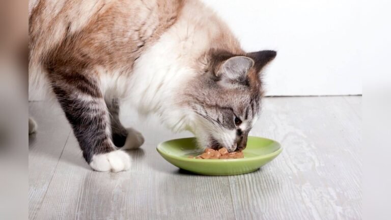 How to Get a Cat to Eat Canned Food: Easy Tips That Work