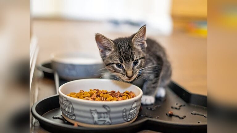 How to Get a Kitten to Eat Hard Food: Easy Tips That Work Fast