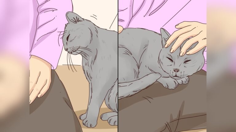 How to Get Cat to Stop Meowing for Food-Simple Tips That Work