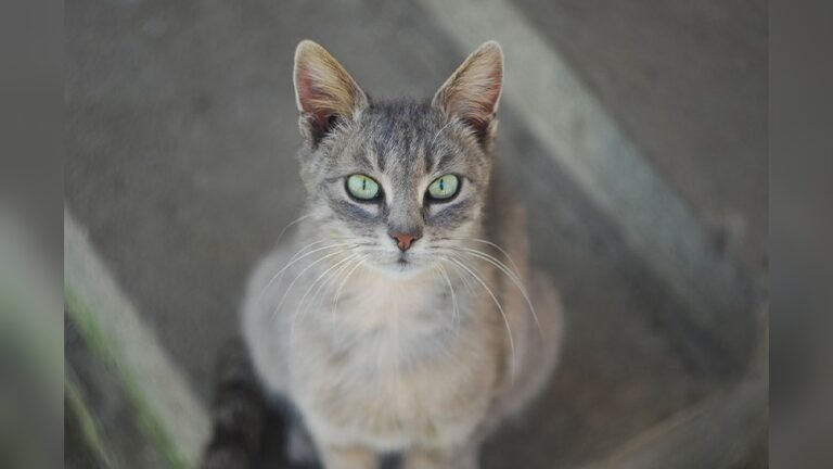 How to Get My Cat to Stop Begging for Food: Proven Tips That Work