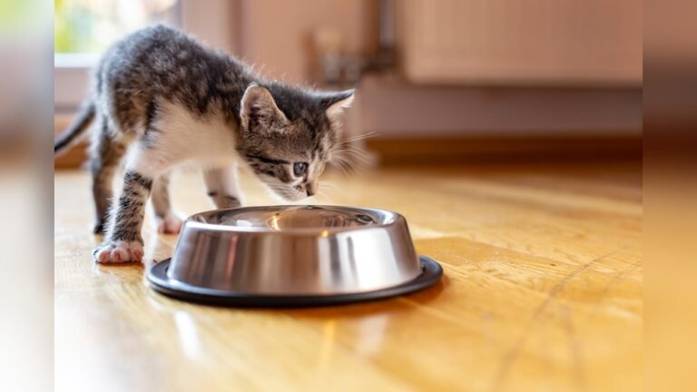 How to Get My Kitten to Eat Dry Food: Easy Tips That Work!