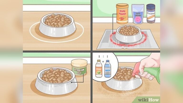 How to Get Rid of Ants in Cat Food Bowl: Easy, Effective Tips