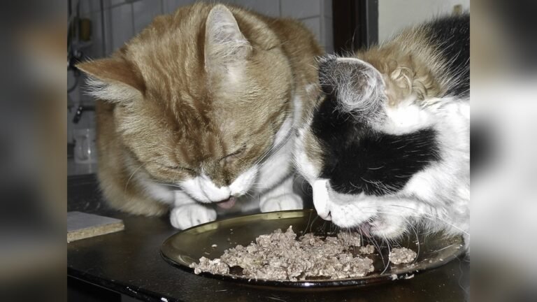 How to Get Your Cat to Eat Dry Food: Proven Tips That Work