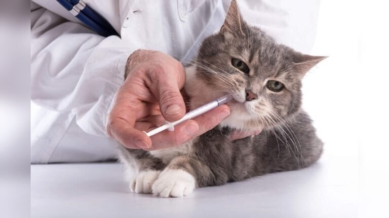 How to Give a Cat Medicine in Food: Easy Tips That Work Fast
