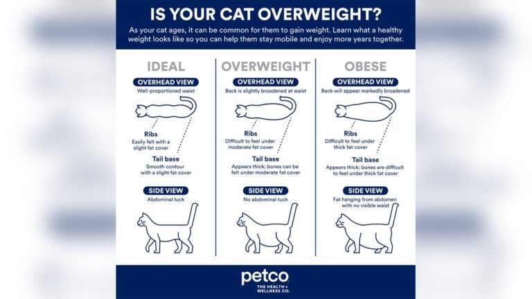 How to Help Cats Gain Weight: Effective Tips for Healthy Growth