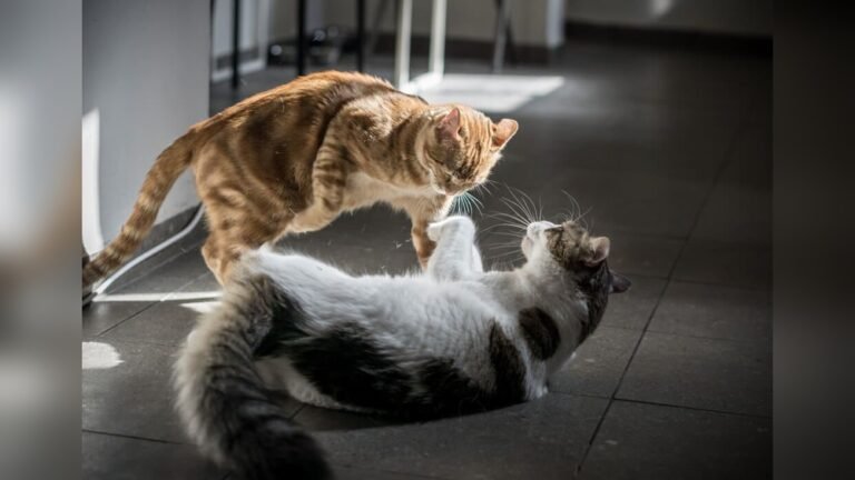 How to Help My Cats Get Along