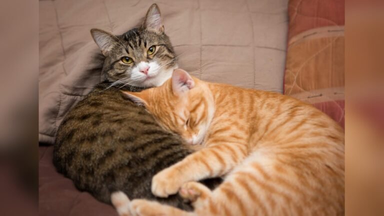 How to Help Two Cats Get Along