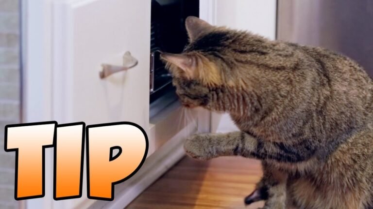 How to Keep Cats Out of Cabinets: Effective Tips That Work