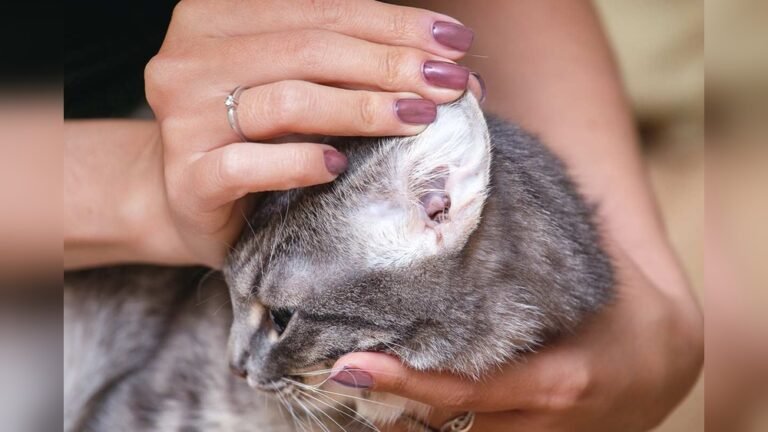How to Know If Your Cat Has Mites: Spot Signs Early & Act Fast