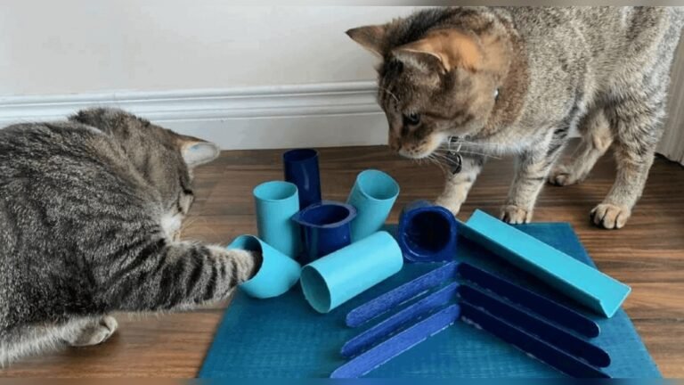 How to Make Homemade Cat Toys: Easy, Fun DIY Ideas for Cats