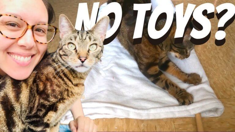 How to Play With a Cat Without Toys: Easy & Fun Tips