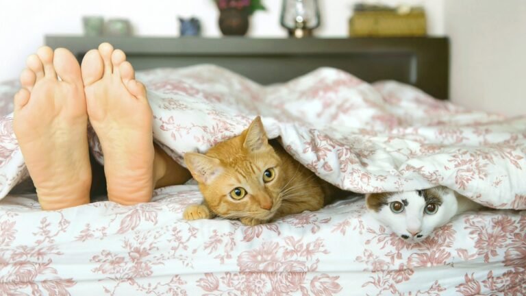 How to Stop Cat Attacking Feet in Bed: Proven Tips That Work