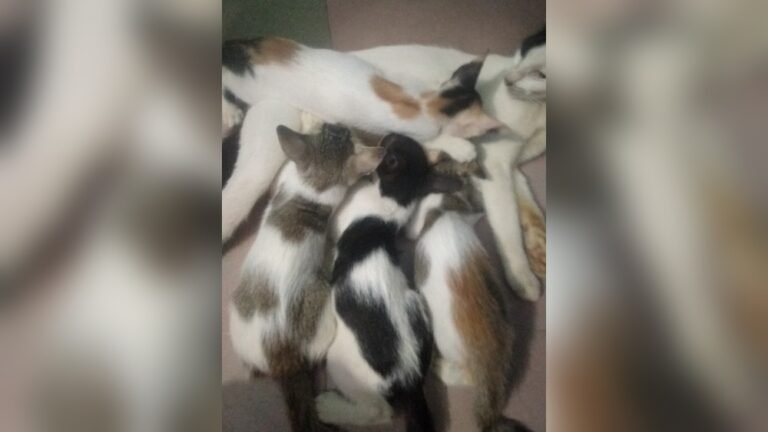 How to Stop Kitten from Nursing on Itself: Effective Tips