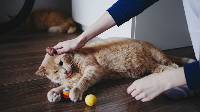 How to Take Care of a Blind Cat: Essential Tips for Loving Care