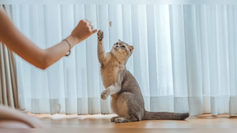 How to Teach Cat to Bring Toy Back: Easy Steps for Fun Playtime