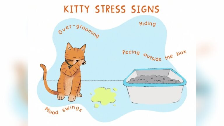 How to Tell If Your Cat Has Anxiety