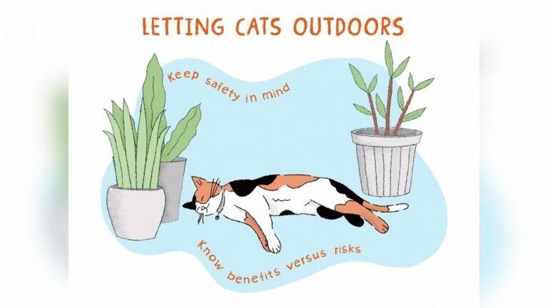 Indoor Vs Outdoor Cats