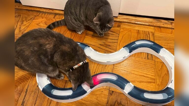 What are Good Cat Toys: Top Picks for Happy, Healthy Cats