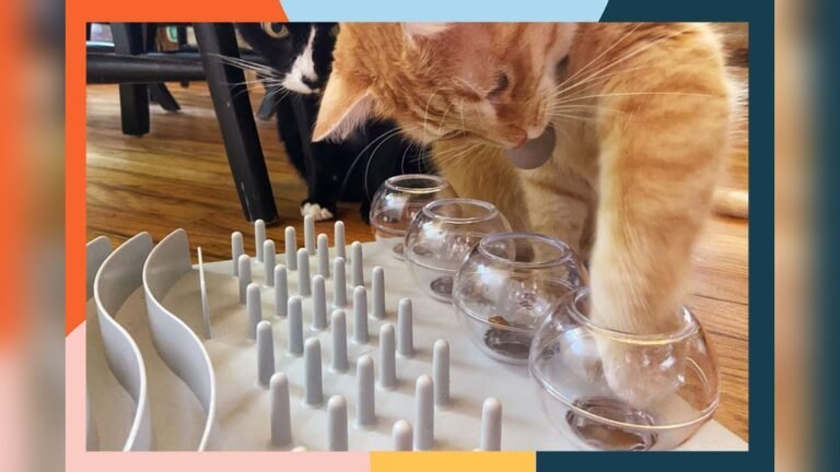 What are the Best Cat Toys: Top Picks for Happy, Active Cats