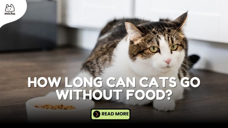 When a Cat Stops Eating How Long before They Die