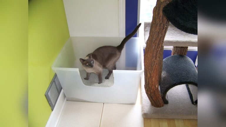 How Big Should a Cat Litter Box Be: Expert Size Guide for Comfort