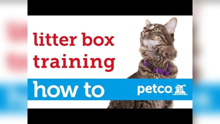 How to Get Cat to Use New Litter Box: Easy Tips That Work