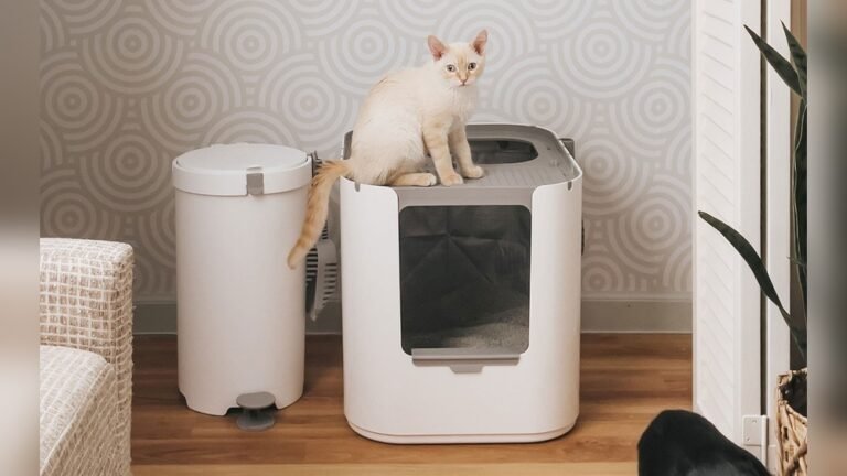 How to Make a Cat Litter Box Not Stink: Easy Odor-Busting Tips