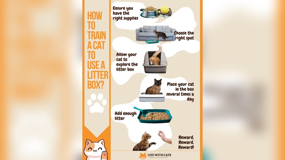 How To Train A Cat To Use A Litter Box: Easy Steps For Success