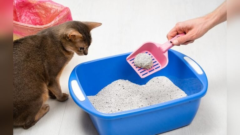 How to Wash Cat Litter Box: Easy Steps for a Fresh, Clean Home